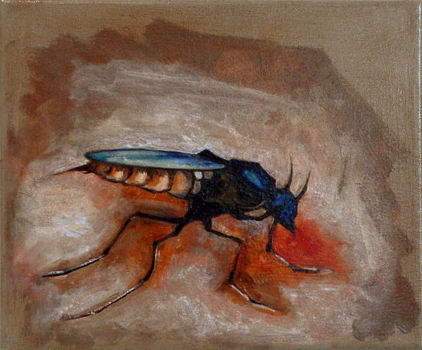 culicoides