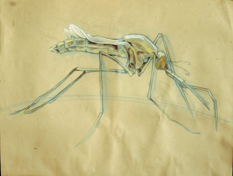 mosquito-sketch