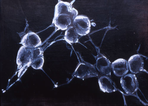 neurons