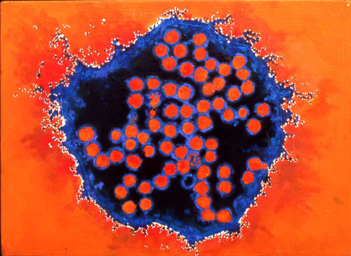 rhinovirus