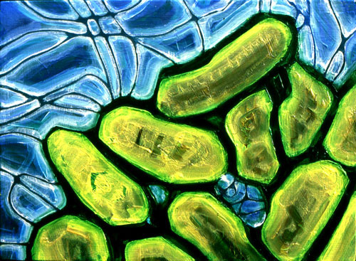 salmonella
