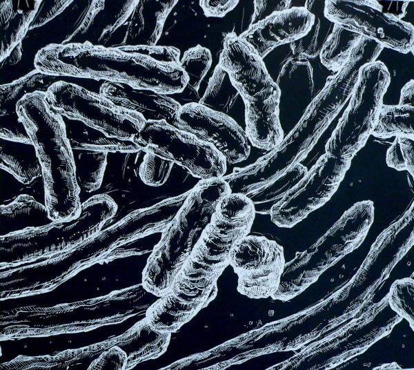 scratch-e-coli